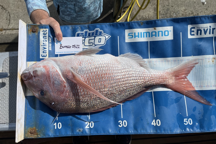James MacQueen caught this 51.5cm Snapper at Gannet rock  during The Export NZ Fishing Competition