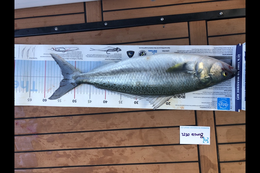 Jack Laity caught this 53.5cm Kahawai at Waiheke  during The Export NZ Fishing Competition