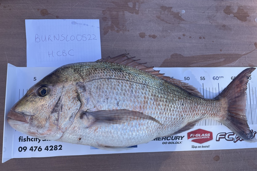 Kim Bayes caught this 68cm Snapper at Motuora during The Export NZ Fishing Competition