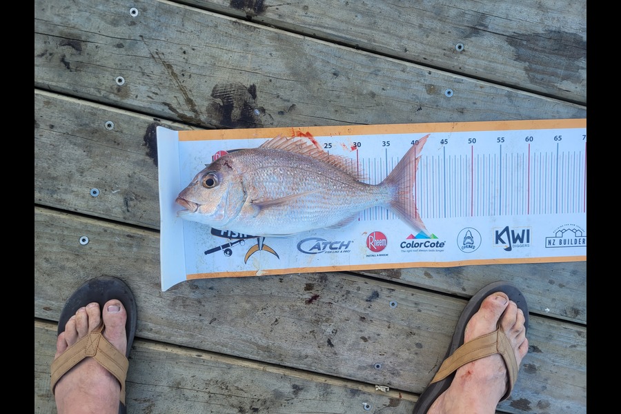 Jack Whitfield caught this 39.0cm Snapper at Pukenui during The Export NZ Fishing Competition