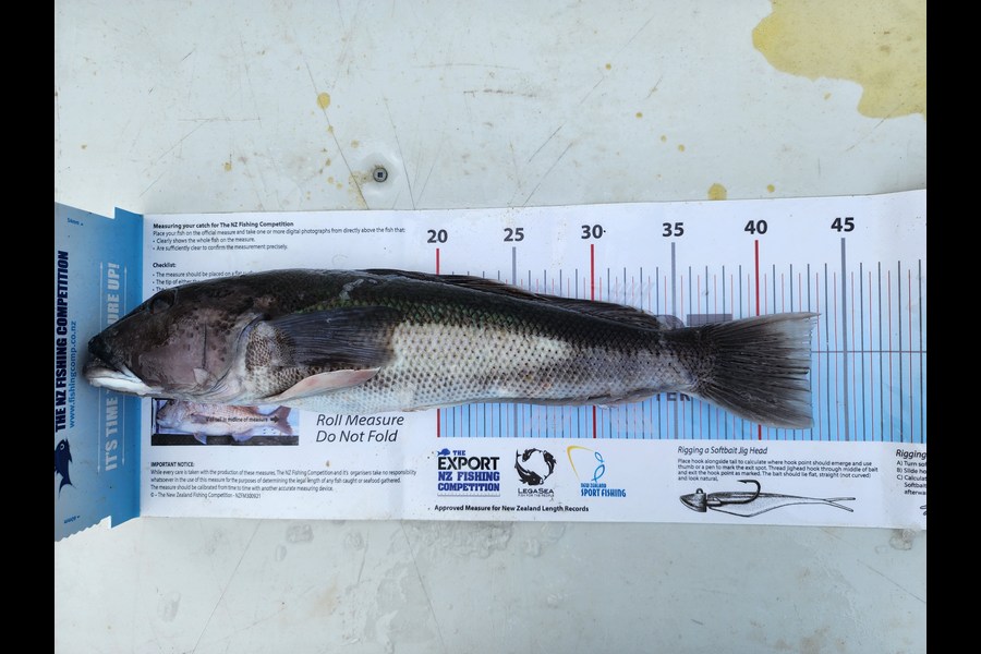 Dan Hunia caught this 43.0cm Blue Cod at Whanganui during The Export NZ Fishing Competition
