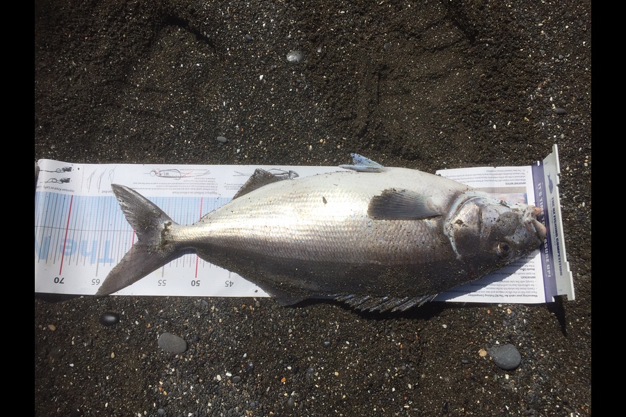Peter Jones caught this 58.5cm Blue Moki at Marlborough during The Export NZ Fishing Competition