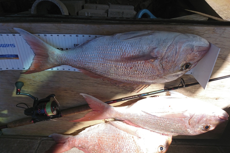 Vance  Bentley  caught this 54.0cm Snapper at Rangitoto chanel  during The Export NZ Fishing Competition