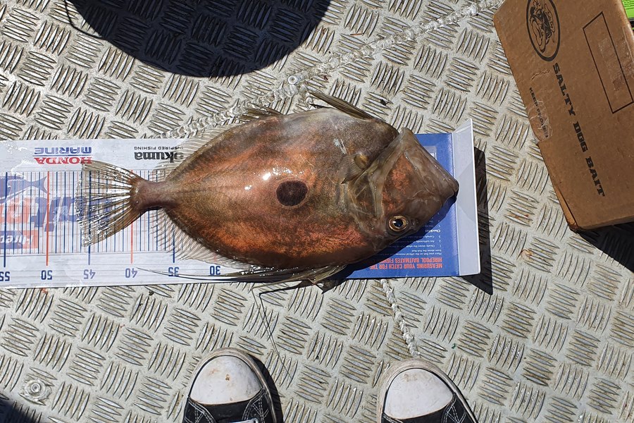 Simon Roberts caught this 46.5cm John Dory at Omaha during The Export NZ Fishing Competition