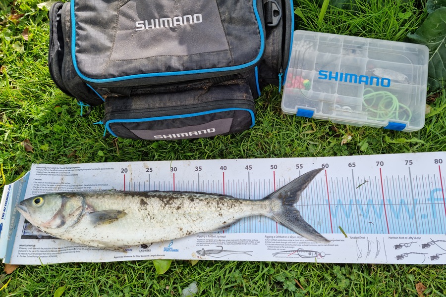 Steve Bryan caught this 53.0cm Kahawai at White Cliffs during The Export NZ Fishing Competition