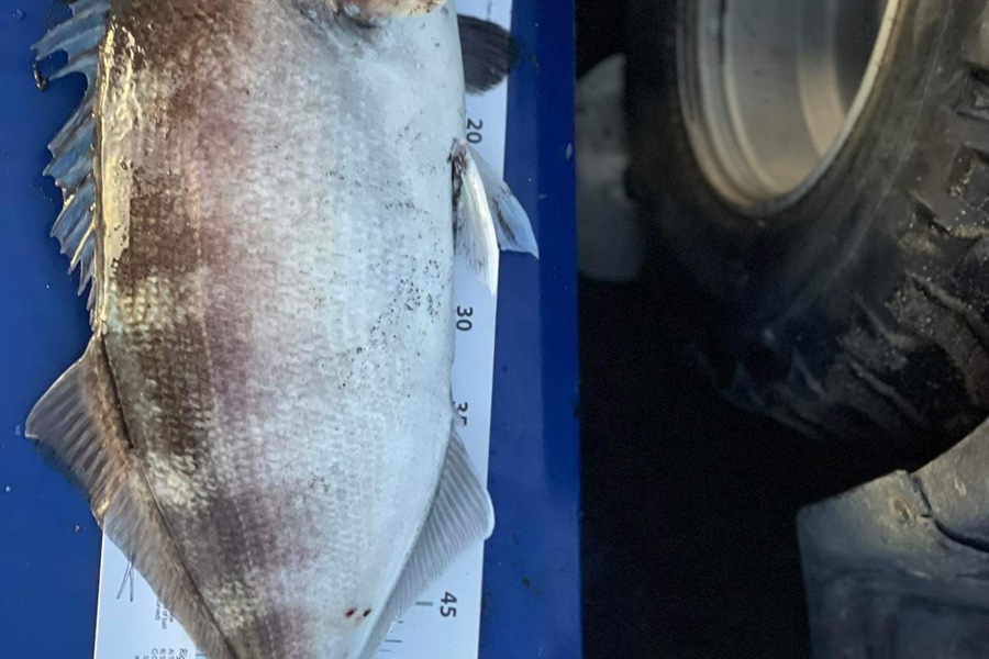 Dean OBrien caught this 58.5cm Blue Moki at Palliser Bay during The Export NZ Fishing Competition