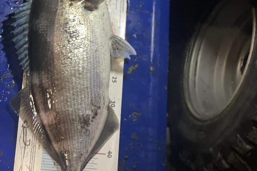 Dean OBrien caught this 50.5cm Blue Moki at Palliser Bay during The Export NZ Fishing Competition