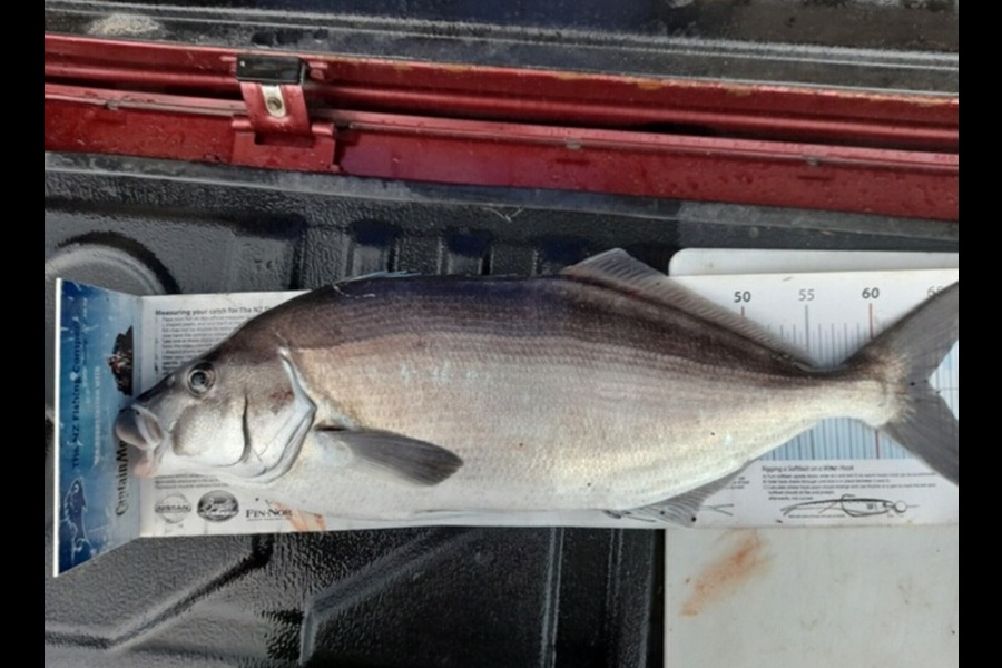 Russell Hockley caught this 64.0cm Blue Moki at Palliser bay  during The Export NZ Fishing Competition