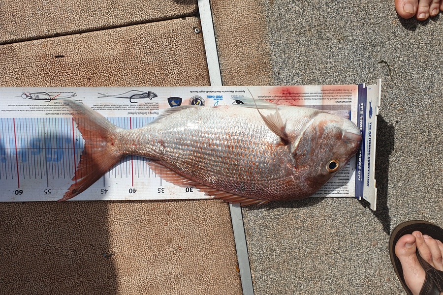 Justin Dodds caught this 48.0cm Snapper at Doubtless bay during The Export NZ Fishing Competition