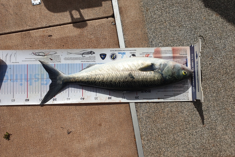 Justin Dodds caught this 51.0cm Kahawai at Doubtless bay  during The Export NZ Fishing Competition