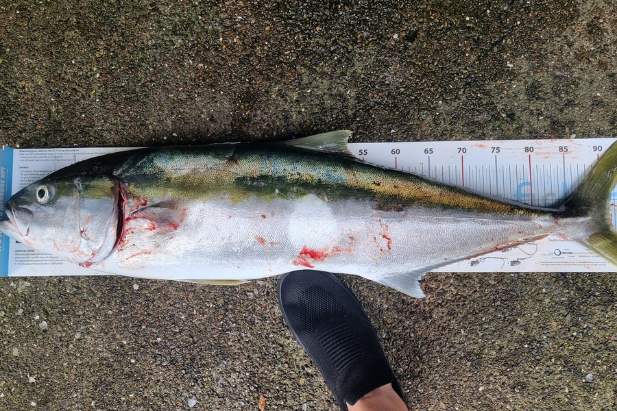 Gareth Halliburton caught this 91.0cm Kingfish at Corromandel during The Export NZ Fishing Competition
