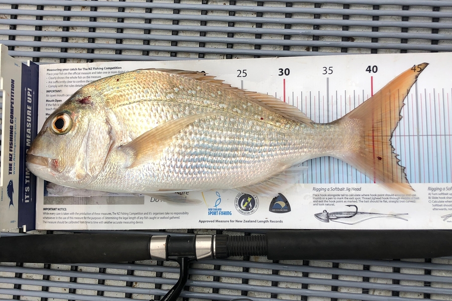 Stephen Attwood caught this 42.0cm Snapper at Ngunguru during The Export NZ Fishing Competition