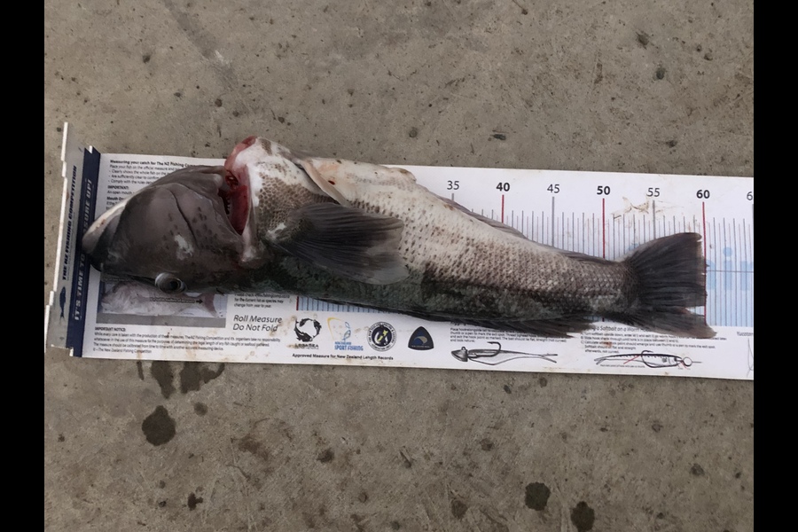 Brad Carswell caught this 58.0cm Blue Cod at Canterbury  during The Export NZ Fishing Competition