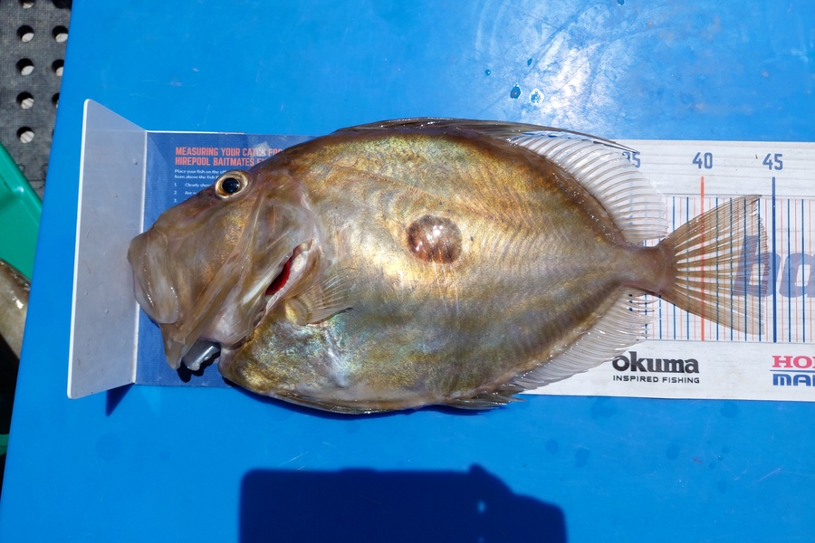 Barry  Howard caught this 44.5cm John Dory at Hauraki Gulf during The Export NZ Fishing Competition