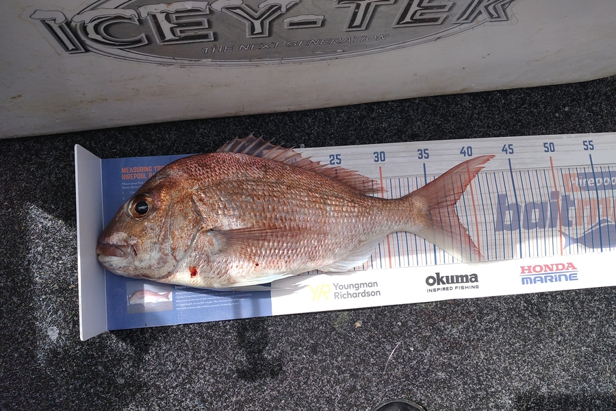 Alex Devine caught this 37.5cm Snapper at Firth Thames  during The Export NZ Fishing Competition