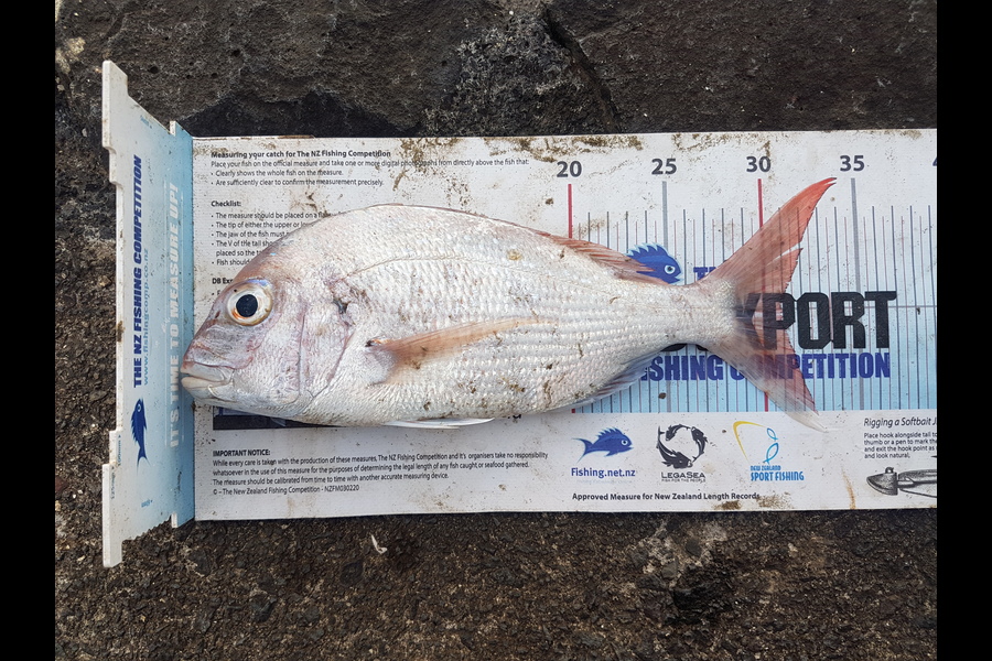 Otele Etuale caught this 31.0cm Snapper at Bucklands Beach during The Export NZ Fishing Competition