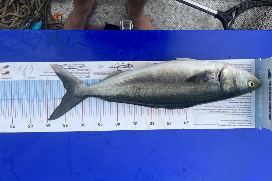 Jamie  White caught this 54.0cm Kahawai at Whangarei  during The Export NZ Fishing Competition