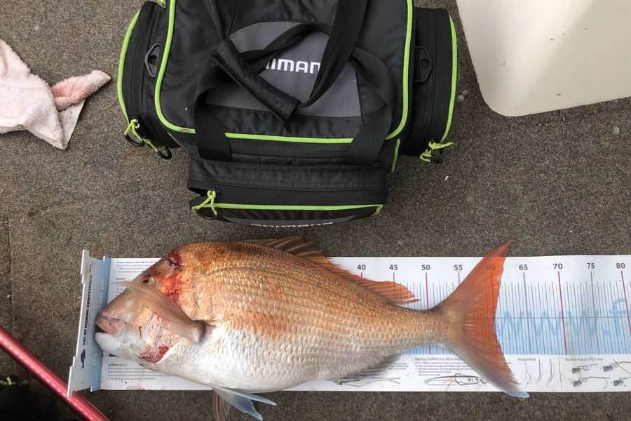 Dave Crozier caught this 59.5cm Snapper at Pauanui during The Export NZ Fishing Competition