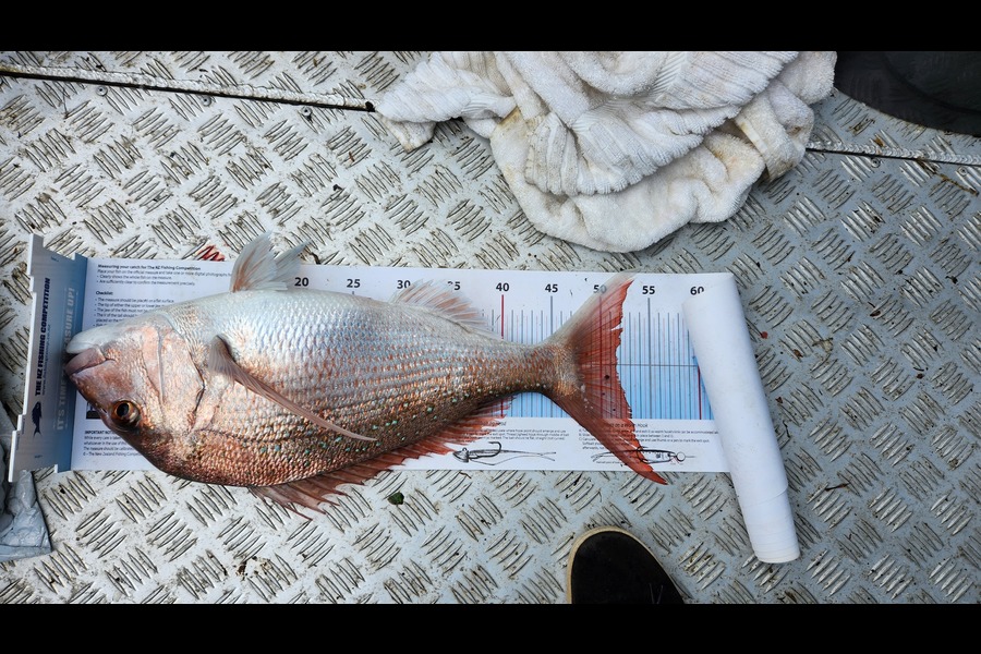 David Caird caught this 51.5cm Snapper at Hauraki Gulf during The Export NZ Fishing Competition
