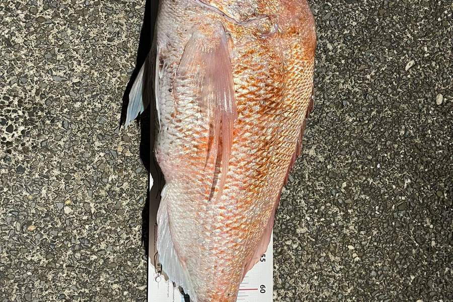 Nap Ly caught this 76.5cm Snapper at Hauraki Gulf during The Export NZ Fishing Competition