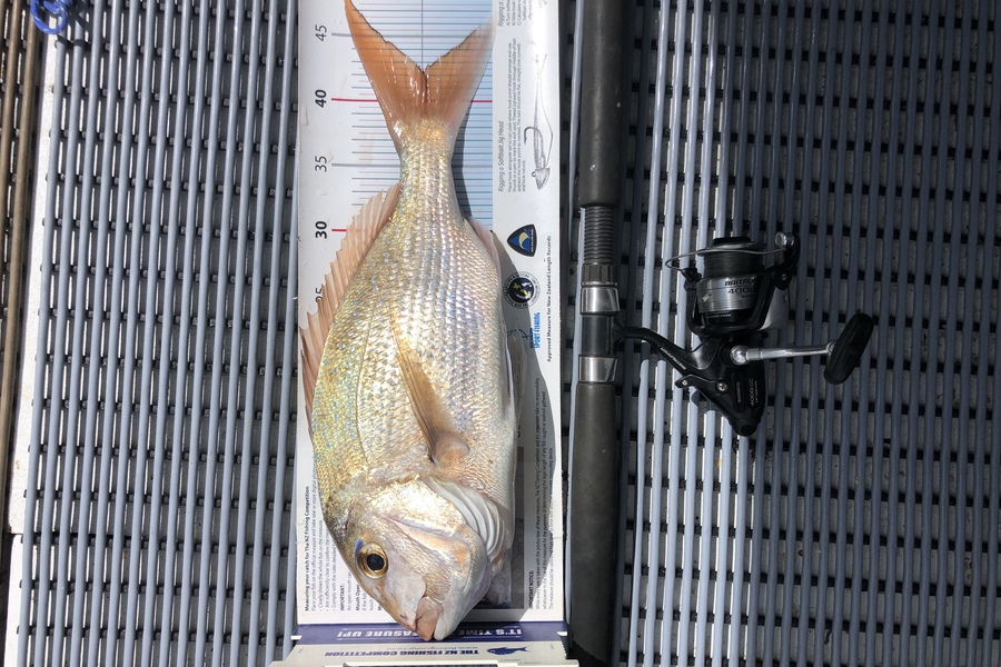 Stephen Attwood caught this 42.0cm Snapper at Bay Of Islands during The Export NZ Fishing Competition