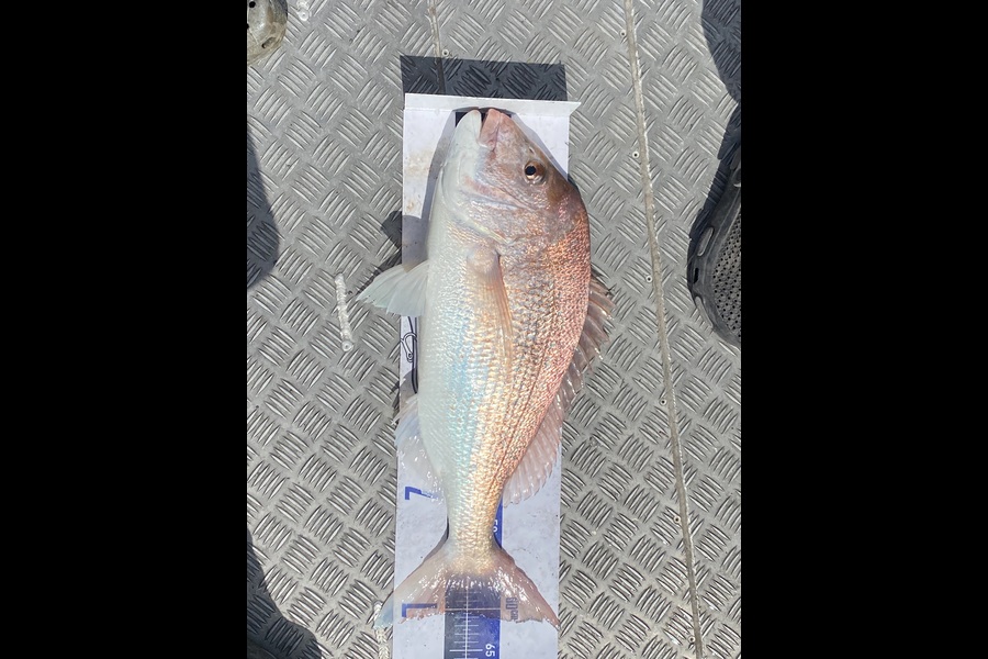 Navare Taylor caught this 60.0cm Snapper at East Cape during The Export NZ Fishing Competition