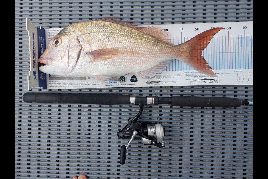 Janet Attwood caught this 51.5cm Snapper at Bay of Islands during The Export NZ Fishing Competition