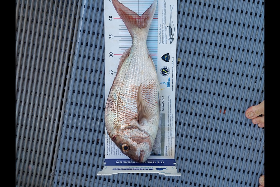 Janet Attwood caught this 40.5cm Snapper at Whangamumu during The Export NZ Fishing Competition