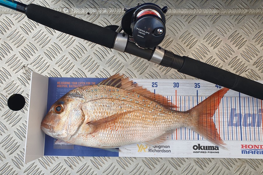 James Bailey caught this 38.5cm Snapper at Tauranga Harbour during The Export NZ Fishing Competition