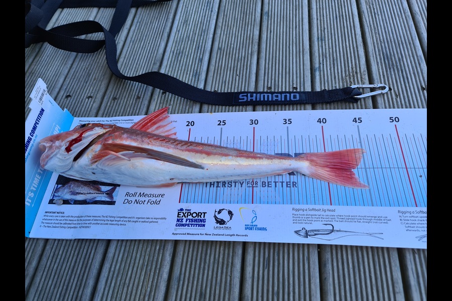 Scott Bassett caught this 43.0cm Gurnard at Foxton Beach during The Export NZ Fishing Competition
