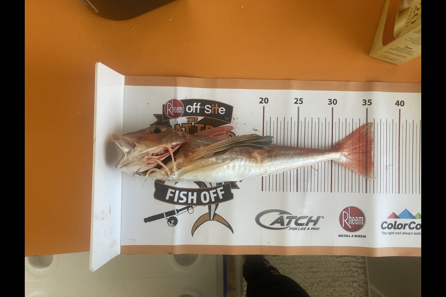 Ian McFetridge caught this 35.5cm Gurnard at Rat island coromandel  during The Export NZ Fishing Competition