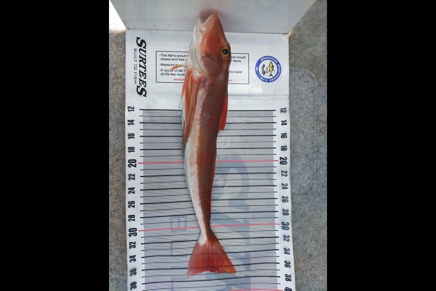 Lance Hansen caught this 36.5cm Gurnard at Whakatane  during The Export NZ Fishing Competition