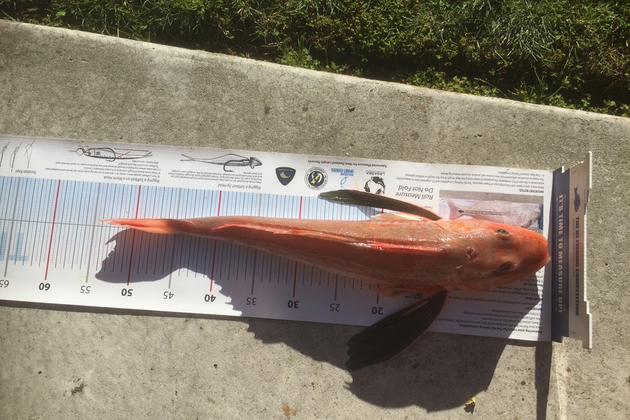 Peter Jones caught this 50.0cm Gurnard at marlborough  during The Export NZ Fishing Competition