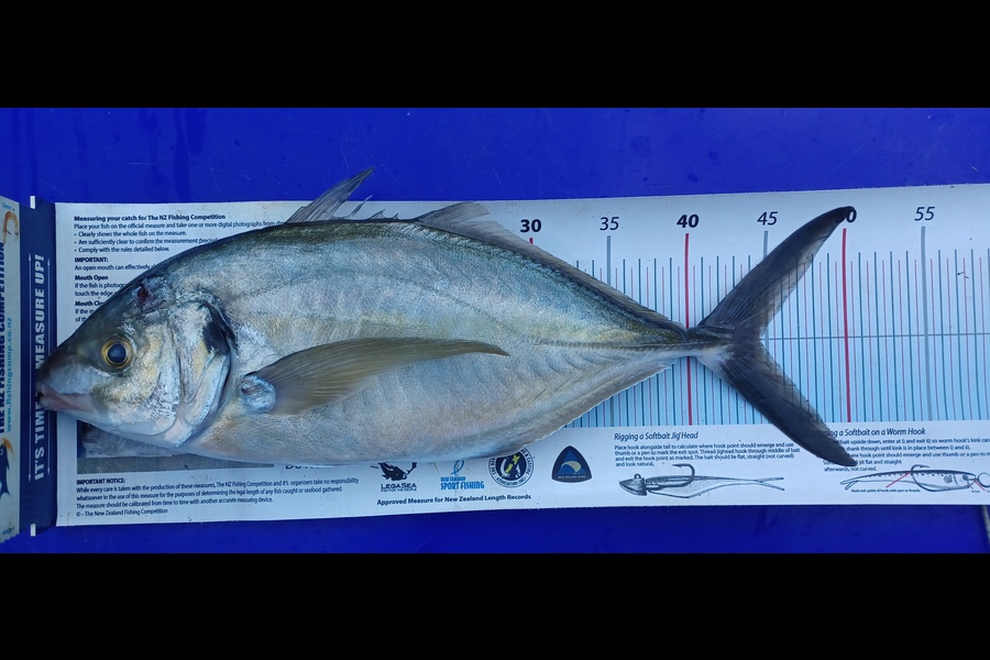 Karl Taylor caught this 44.5cm Trevally at Hauraki Gulf during The Export NZ Fishing Competition