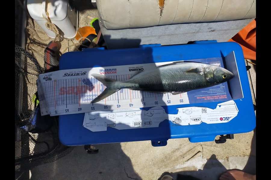Len Clarke caught this 49.0cm Kahawai at Matauri Bay during The Export NZ Fishing Competition