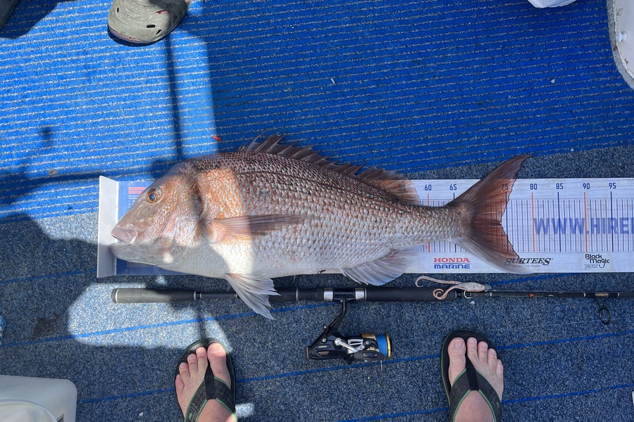 Dave Cunningham caught this 73.5cm Snapper at Hen & Chicken island during The Export NZ Fishing Competition