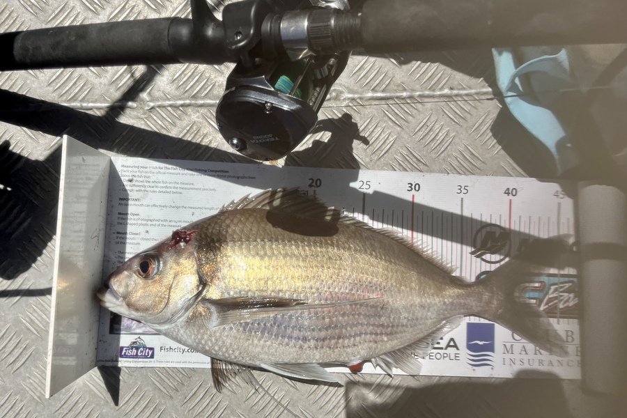 Kyle Smith caught this 41.5cm Tarakihi at Wellington  during The Export NZ Fishing Competition