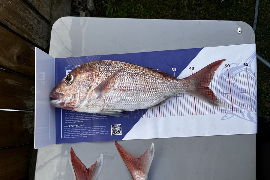Bryan  Pollet caught this 44.0cm Snapper at Rangitoto  during The Export NZ Fishing Competition