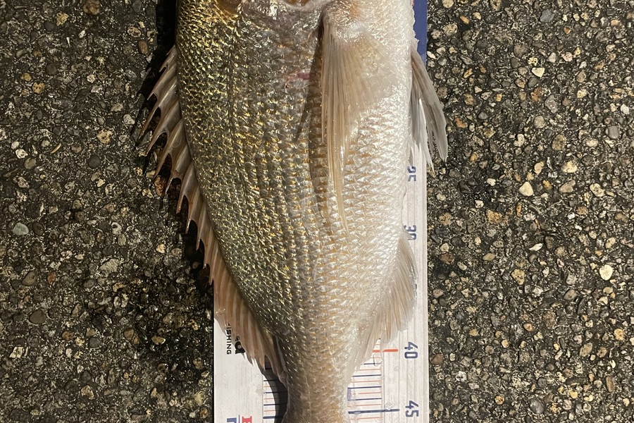 Michael Fuller-Smith caught this 52.5cm Snapper at Bay of plenty  during The Export NZ Fishing Competition