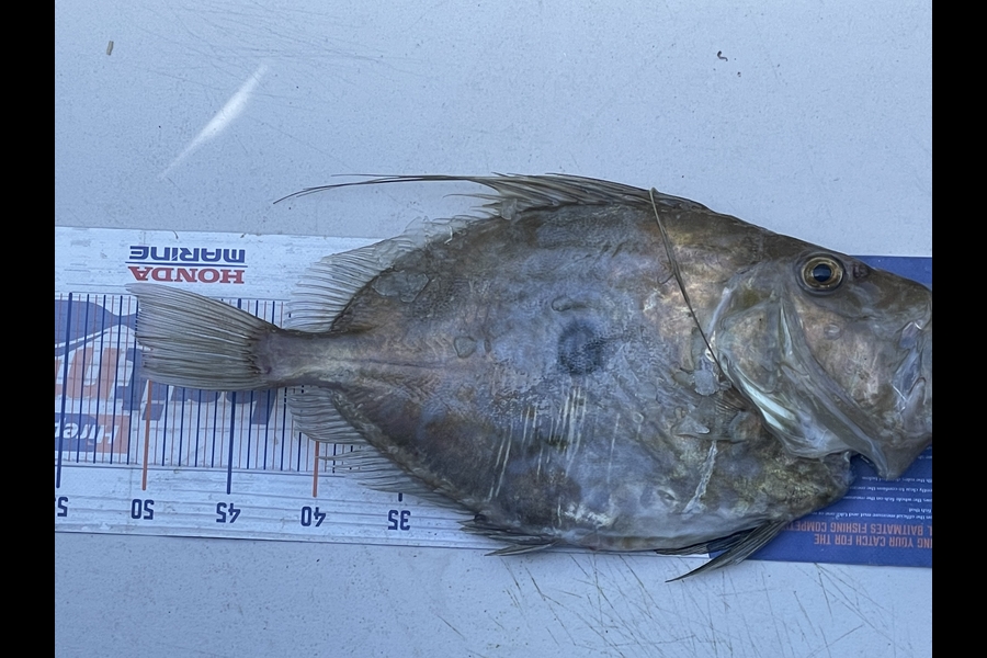 Jake Smith caught this 50.0cm John Dory at Hauraki Gulf during The Export NZ Fishing Competition