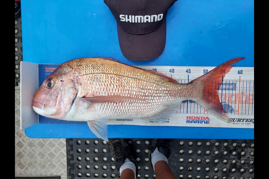 Barry  Howard caught this 53.5cm Snapper at Hauraki Gulf during The Export NZ Fishing Competition