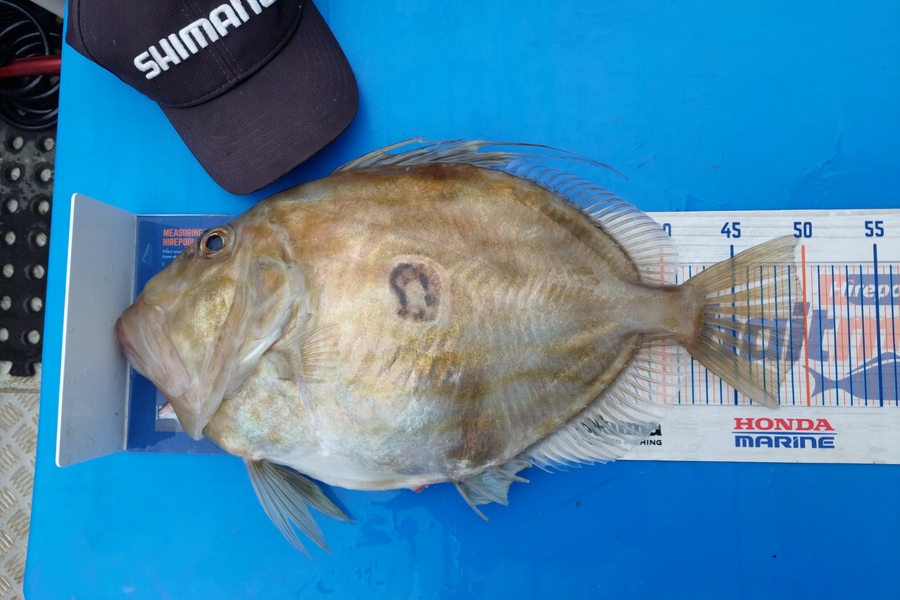 Barry  Howard caught this 50.0cm John Dory at Hauraki Gulf during The Export NZ Fishing Competition