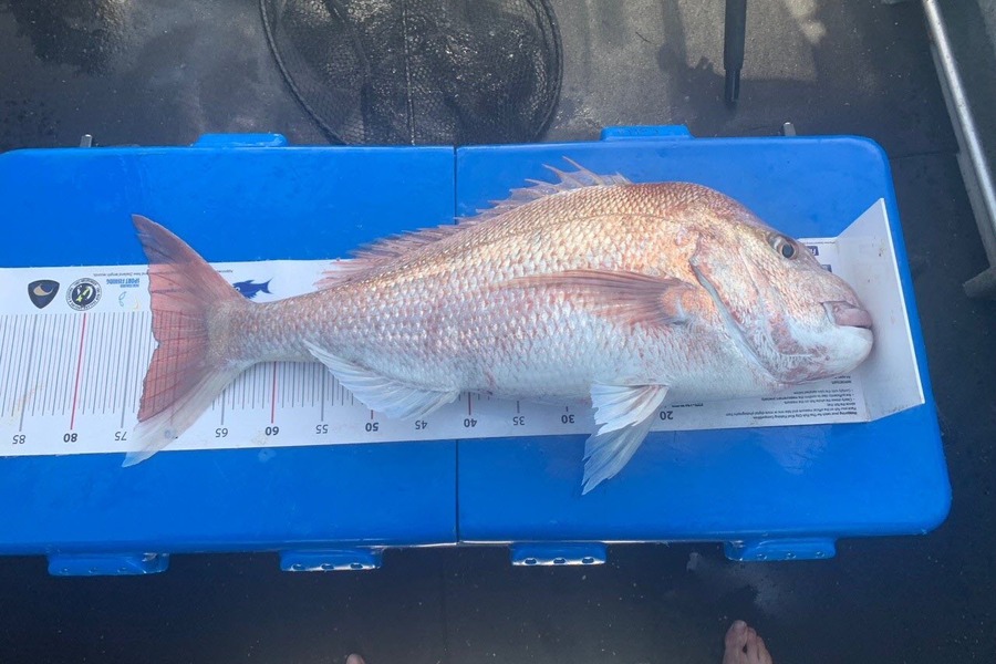 Colin Jones caught this 72.0cm Snapper at Hauraki Gulf  during The Export NZ Fishing Competition