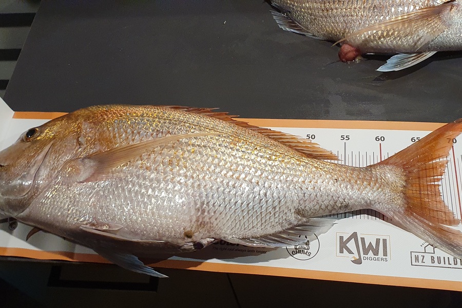 Shanon Burgess caught this 67.5cm Snapper at Kaipara Harbour during The Export NZ Fishing Competition
