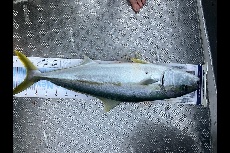 Nick Wild caught this 85.5cm Kingfish at East coast bays during The Export NZ Fishing Competition
