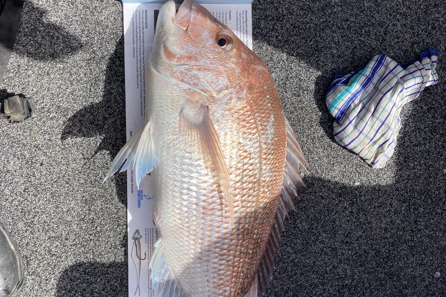 Scott Brunt caught this 62.5cm Snapper at Nelson bay during The Export NZ Fishing Competition