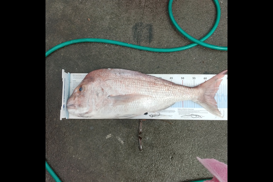Ivan Munro  caught this 63.5cm Snapper at Thames firth during The Export NZ Fishing Competition