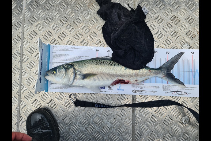 Scott Bassett caught this 51.0cm Kahawai at Foxton Beach during The Export NZ Fishing Competition