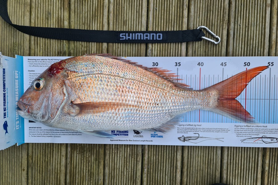 Scott Bassett caught this 47.5cm Snapper at Foxton Beach during The Export NZ Fishing Competition