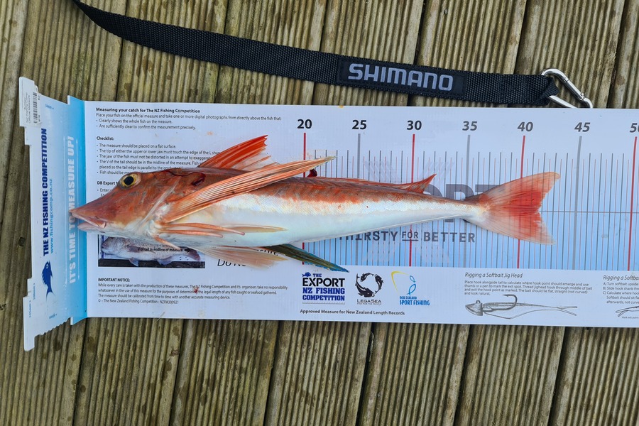 Scott Bassett caught this 41.5cm Gurnard at Foxton Beach during The Export NZ Fishing Competition